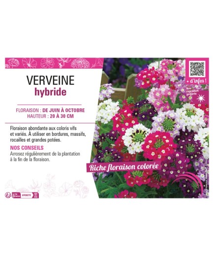 VERVEINE HYBRIDE