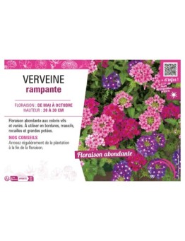 VERVEINE RAMPANTE