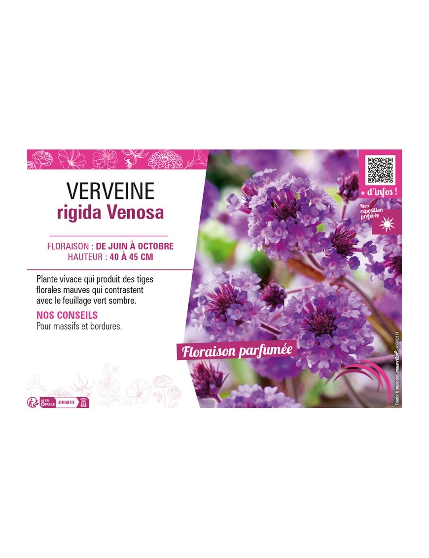 VERVEINE RIGIDA VENOSA