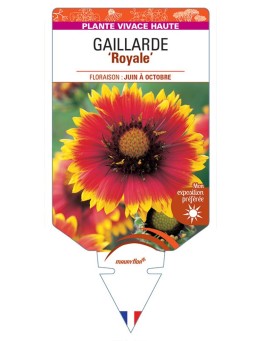 GAILLARDIA 'Royale' (rouge et jaune) *