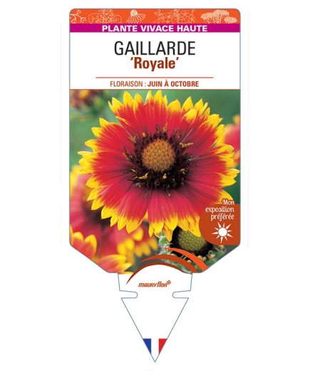 GAILLARDIA 'Royale' (rouge et jaune) *