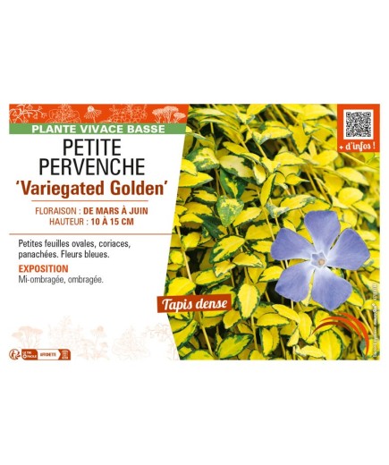 VINCA minor Variegated Golden voir PETITE PERVENCHE