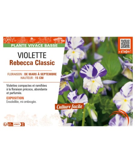 VIOLETTE REBECCA CLASSIC
