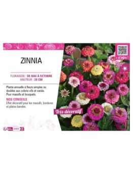 ZINNIA