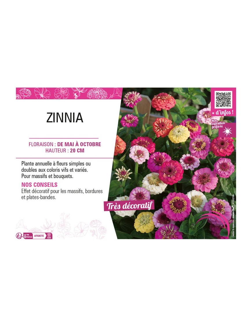 ZINNIA