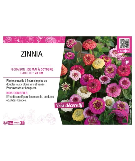 ZINNIA