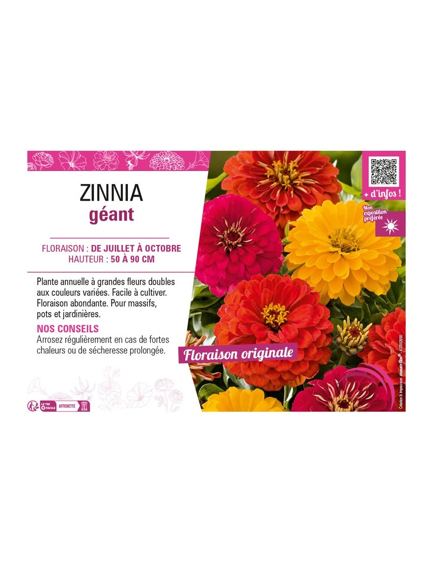 ZINNIA GÉANT (varié)