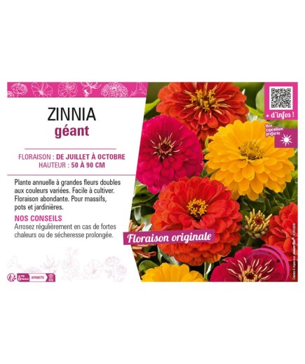 ZINNIA GÉANT (varié)