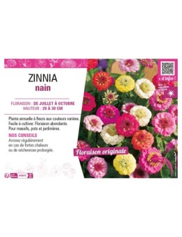 ZINNIA NAIN