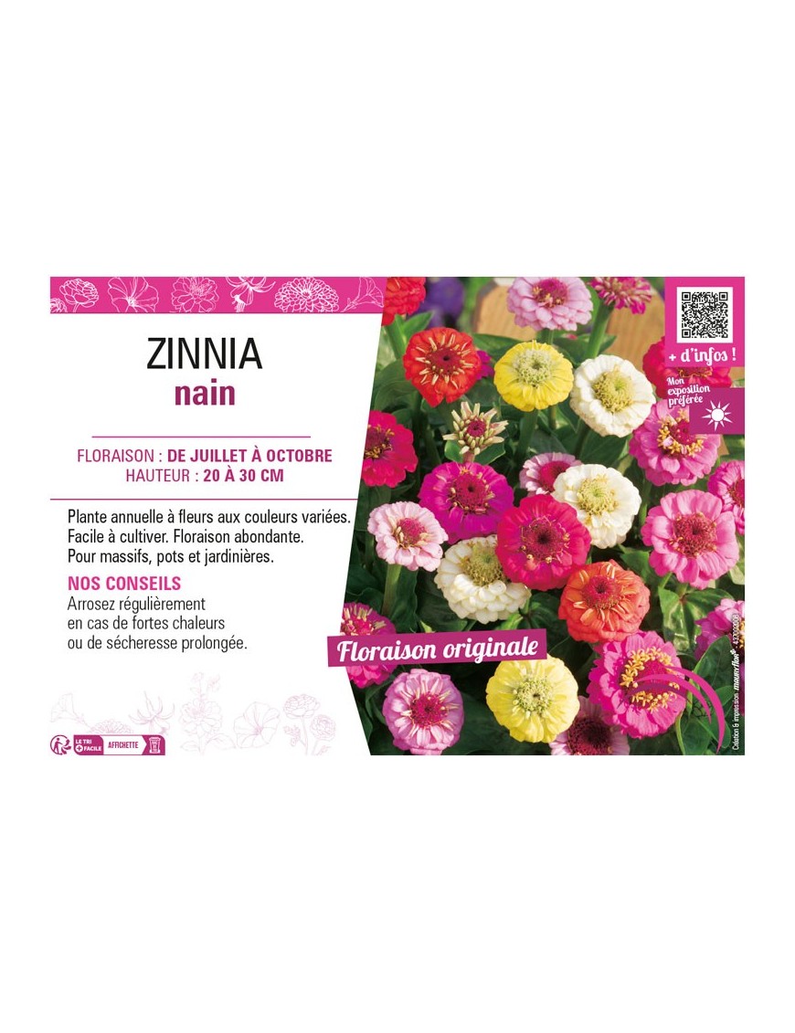 ZINNIA NAIN