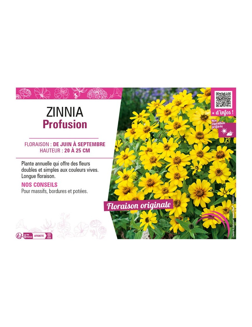 ZINNIA PROFUSION