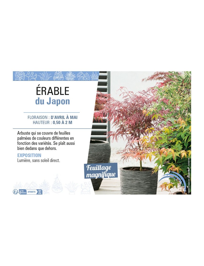 ACER PALMATUM MIX voir ÉRABLE DU JAPON