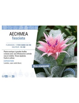 AECHMEA FASCIATA