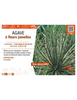 AGAVE (GEMINIFLORA) À FLEURS JUMELLES
