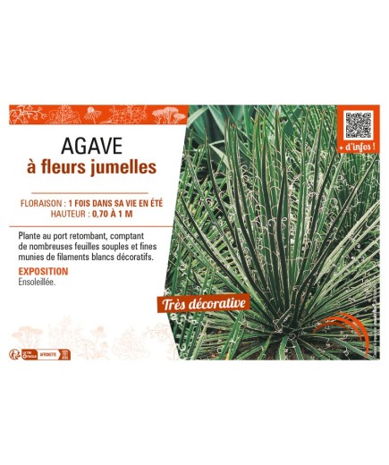 AGAVE (GEMINIFLORA) À FLEURS JUMELLES