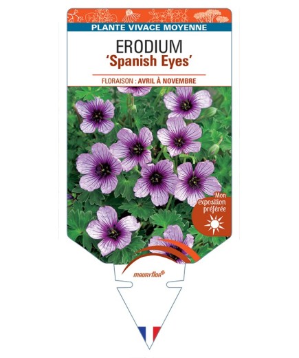 ERODIUM Spanish Eyes
