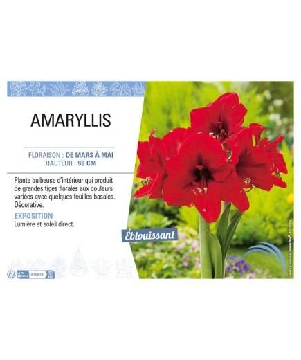AMARYLLIS