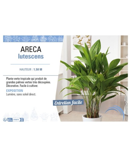 ARECA LUTESCENS