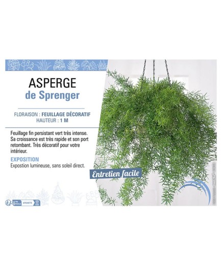 ASPERGE DE SPRENGER