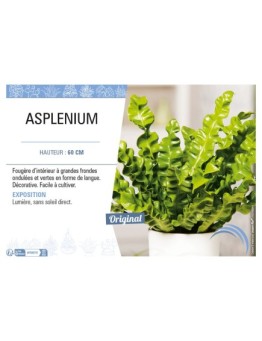 ASPLENIUM
