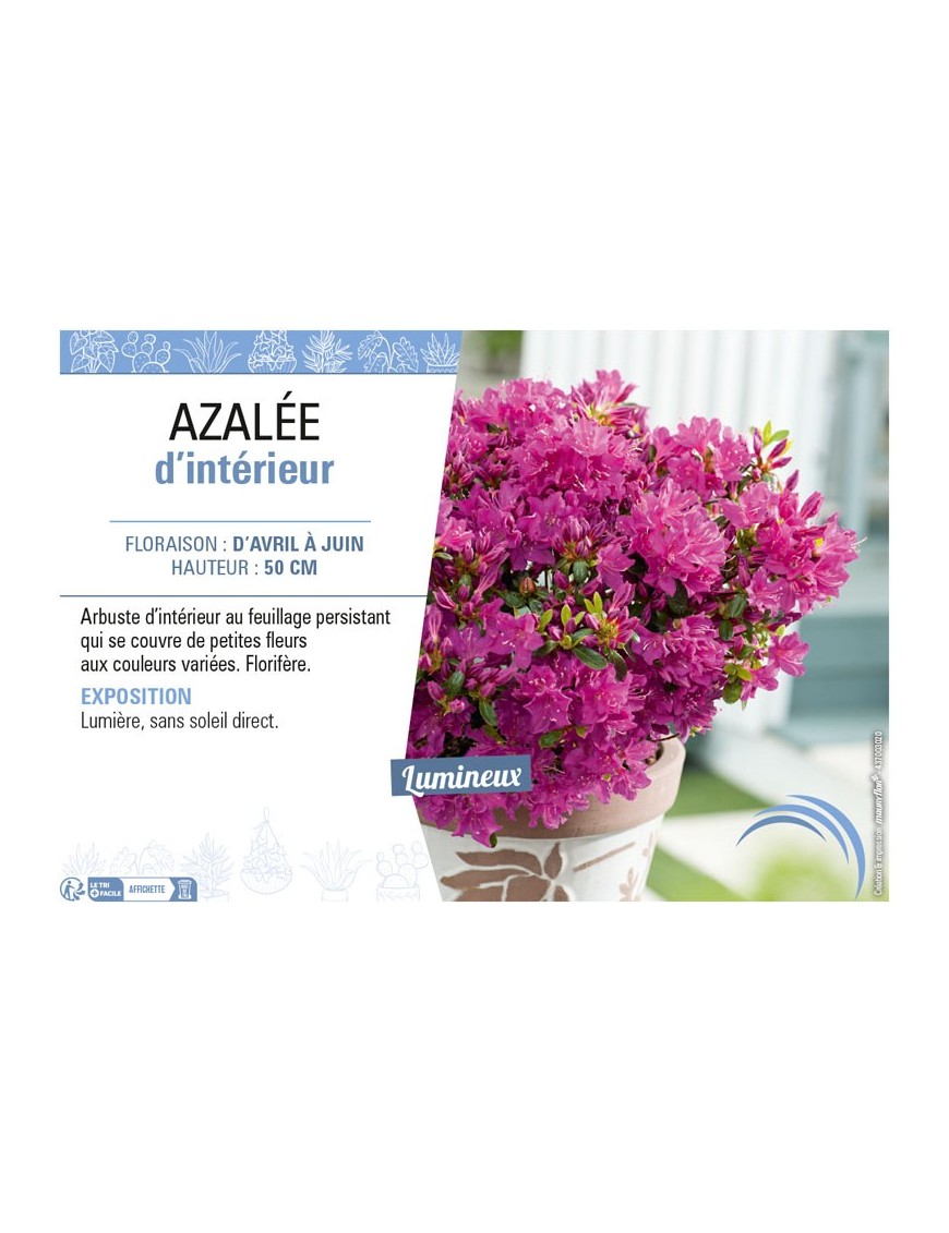 AZALÉE D'INTÉRIEUR