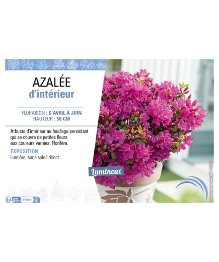 AZALÉE D'INTÉRIEUR