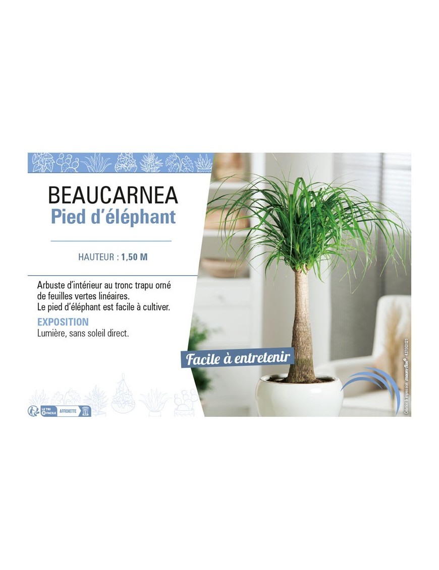 BEAUCARNEA PIED D'ÉLÉPHANT