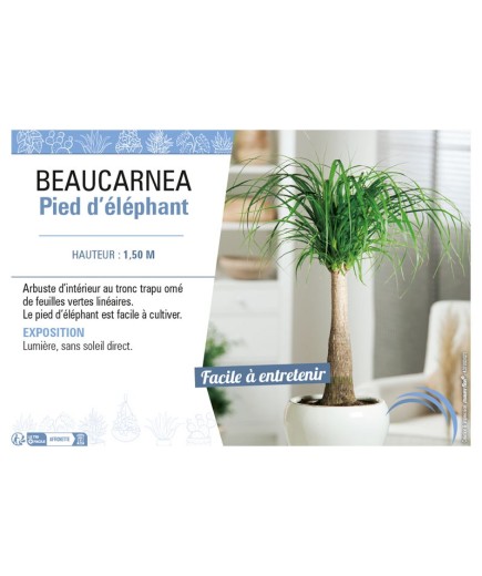 BEAUCARNEA PIED D'ÉLÉPHANT
