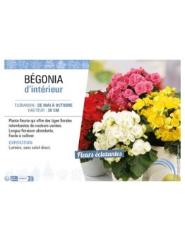 BÉGONIA D'INTÉRIEUR