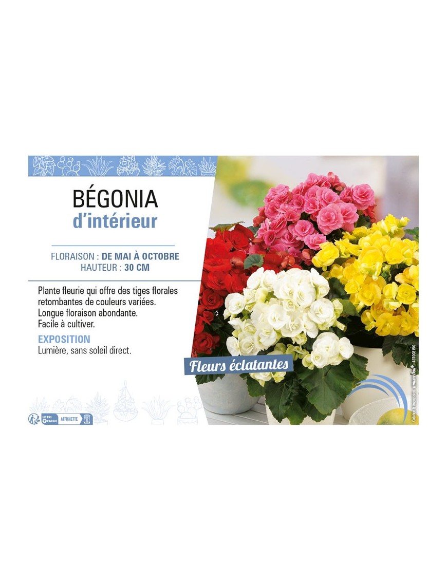 BÉGONIA D'INTÉRIEUR