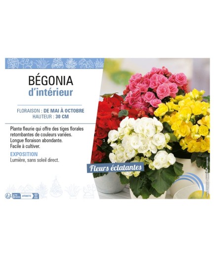 BÉGONIA D'INTÉRIEUR