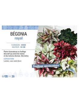 BÉGONIA ROYAL
