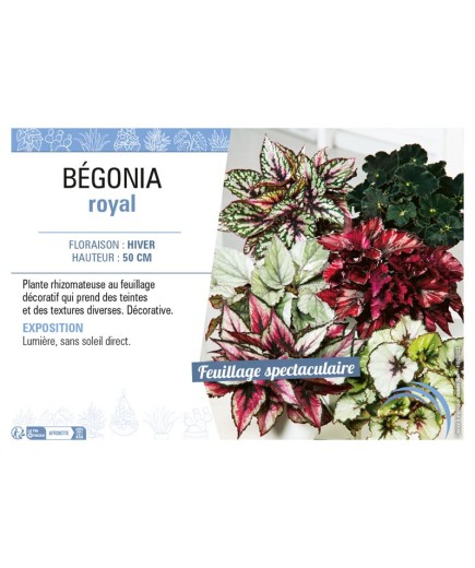 BÉGONIA ROYAL