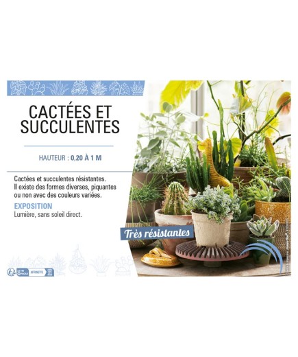 CACTÉES ET SUCCULENTES