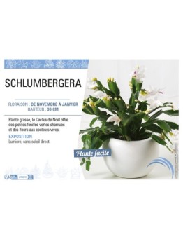 CACTUS DE NOEL voir SCHLUMBERGERA