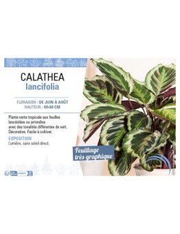 CALATHEA LANCIFOLIA