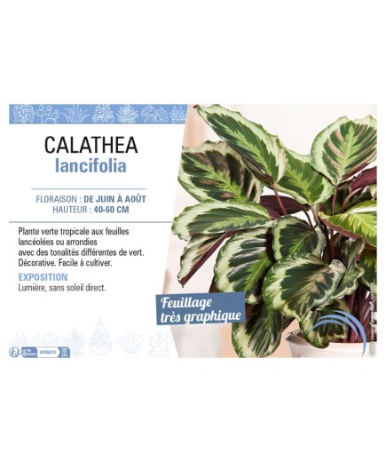 CALATHEA LANCIFOLIA