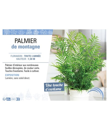 CHAMAEDOREA voir PALMIER DE MONTAGNE