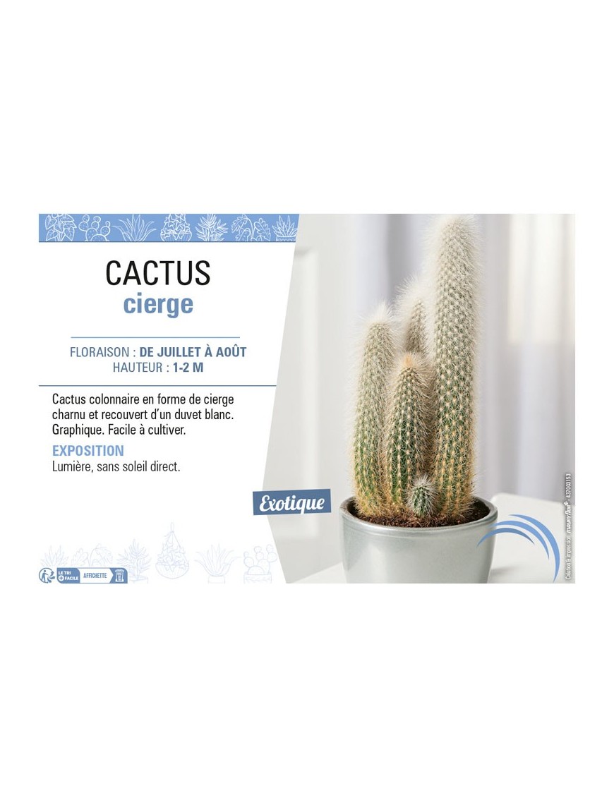 CLEISTOCACTUS STRAUSII voir CACTUS VIERGE