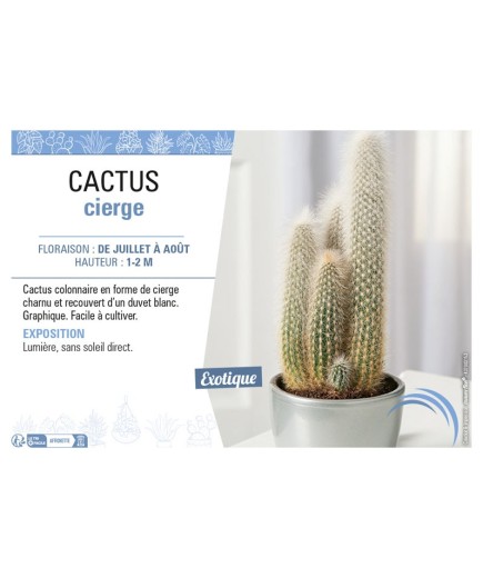 CLEISTOCACTUS STRAUSII voir CACTUS VIERGE