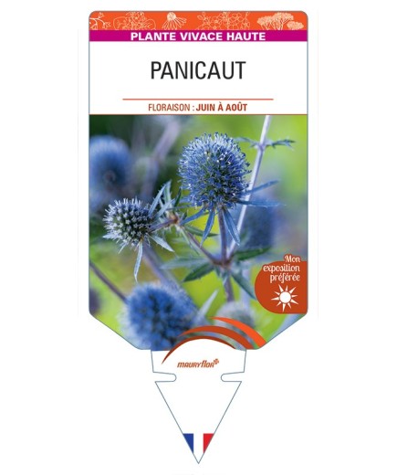 ERYNGIUM planum voir Panicaut