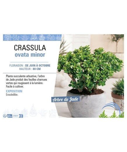 CRASSULA OVATA MINOR