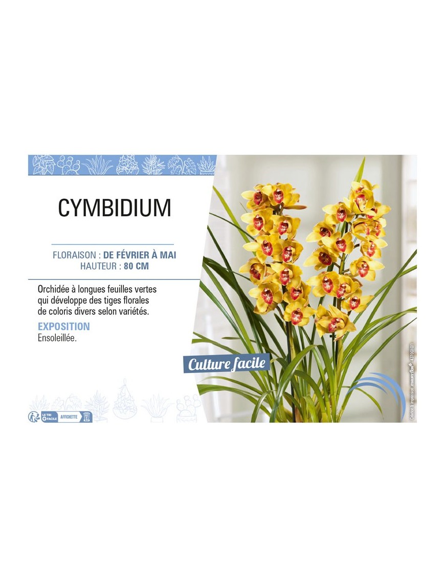 CYMBIDIUM