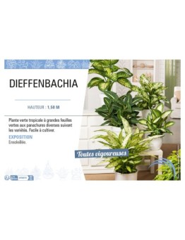 DIEFFENBACHIA
