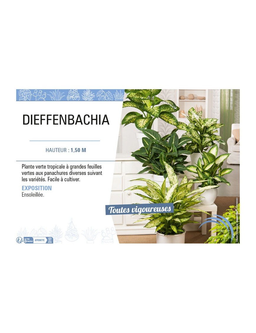 DIEFFENBACHIA