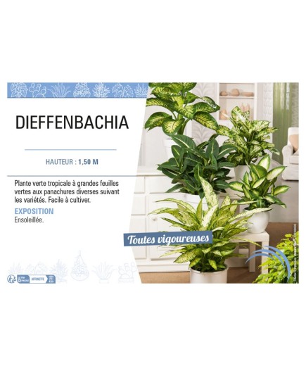 DIEFFENBACHIA