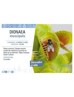 DIONAEA MUSCIPULA (ATTRAPE MOUCHE)