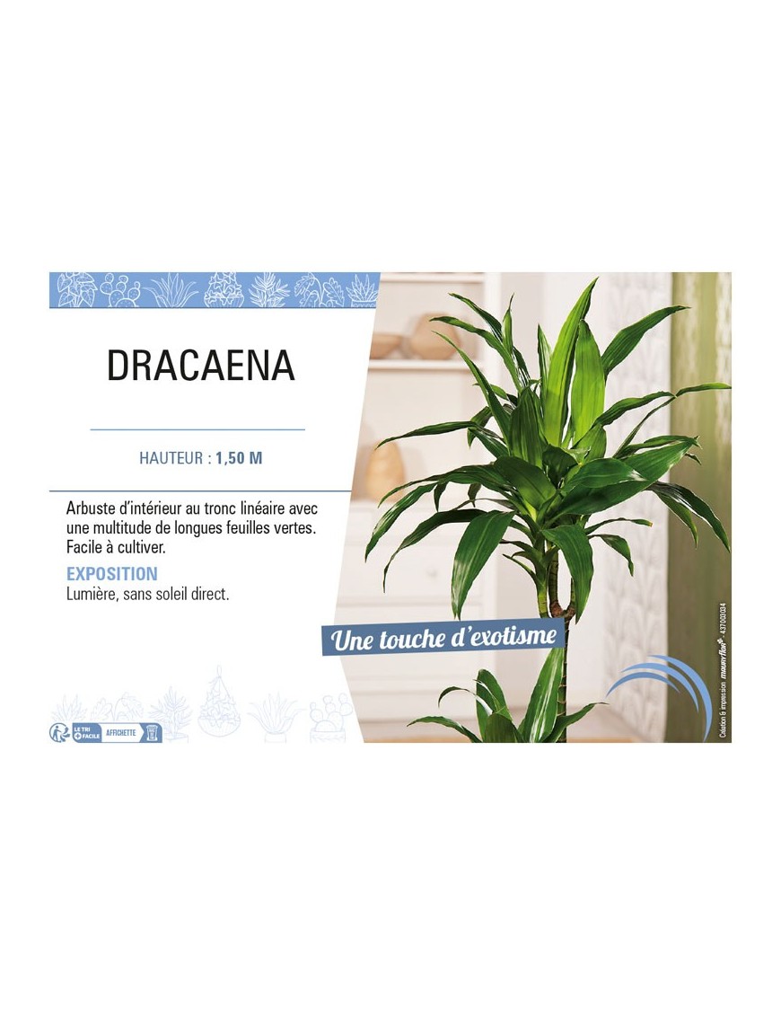 DRACAENA
