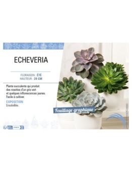 ECHEVERIA (MIX)