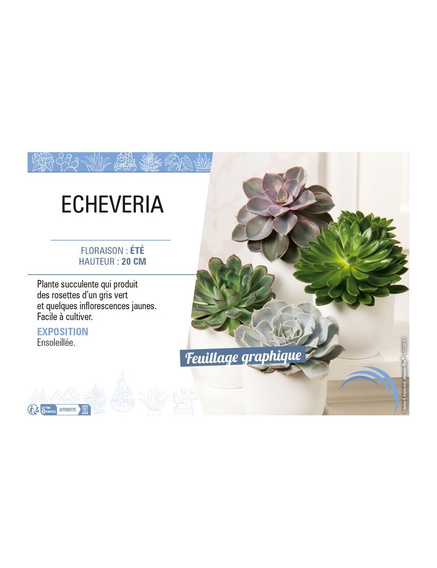 ECHEVERIA (MIX)